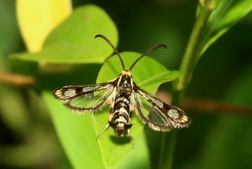 Réf. 185 084 : Chamaesphecia (empiformis-tenthrediniformis)